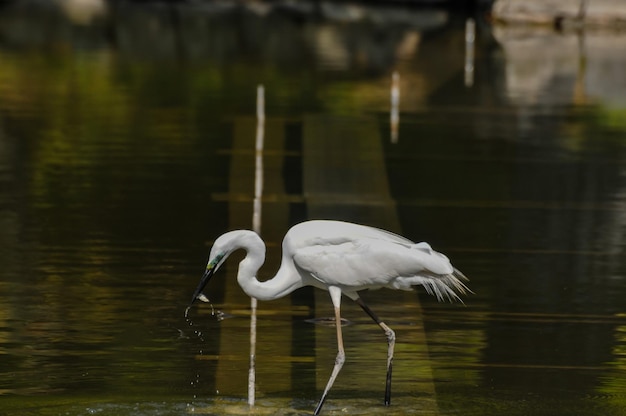 Gran garceta blanca (Ardea alba) pescando en el agua de un templo en Japón