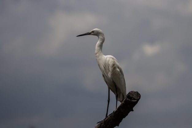 Gran garceta blanca en la rama del árbol