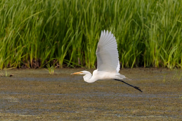 La gran garza Ardea alba Esta ave también conocida como la garza común gran garza gran garza