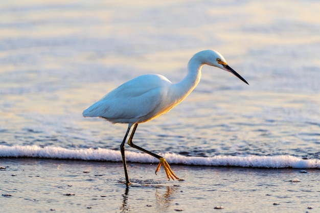 gran garza azul en el agua