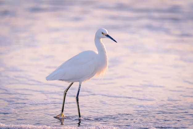 gran garza azul en el agua