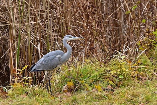 gran garza azul ardea cinerea