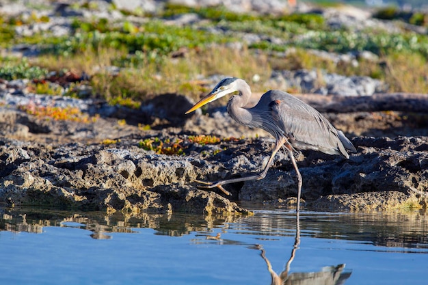 La gran garza azul Ardea herodias