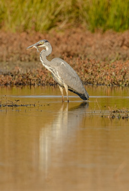 Gran garza azul con pescado capturado en pico