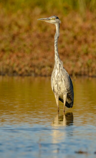 gran garza azul de pie en el agua