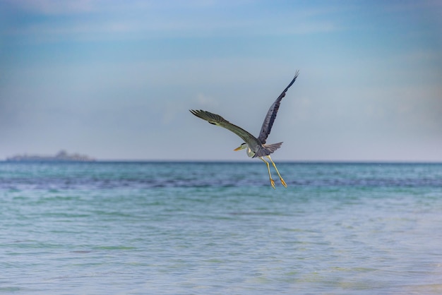 Gran garza azul vuela con alas anchas en Maldivas. Mar, fondo de vida silvestre marina en la costa