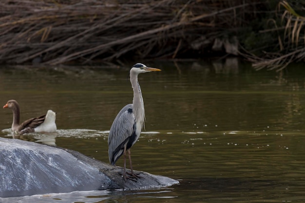 Gran garza blanca Gran garceta descansando cerca del estanque en un día soleado