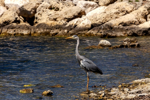 Gran garza gris Ardea cinerea closeup Grecia isla Cefalonia