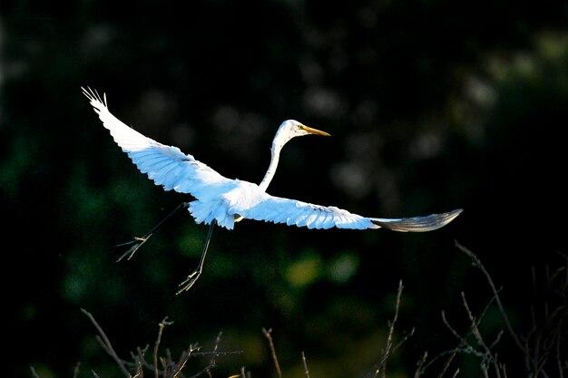 Foto la gran garza volando en el aire