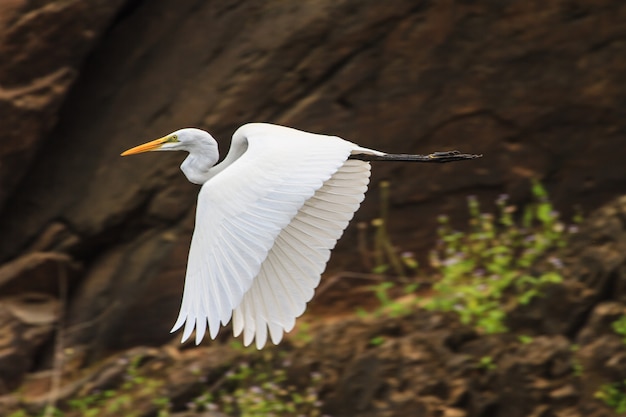 Gran garza volando