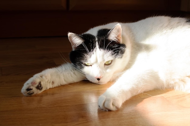 Gran gato blanco y gordo tirado en el suelo al sol