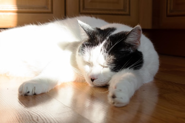 Gran gato blanco y gordo tirado en el suelo al sol