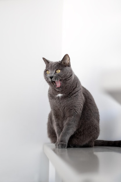 Un gran gato británico con la boca abierta se sienta en un escalón en un apartamento