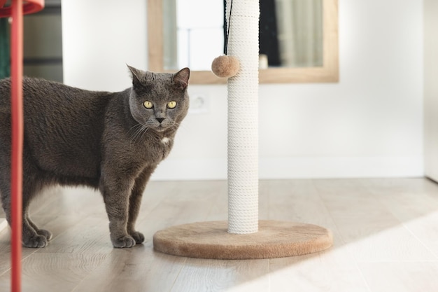 Un gran gato británico se encuentra cerca de un rascador