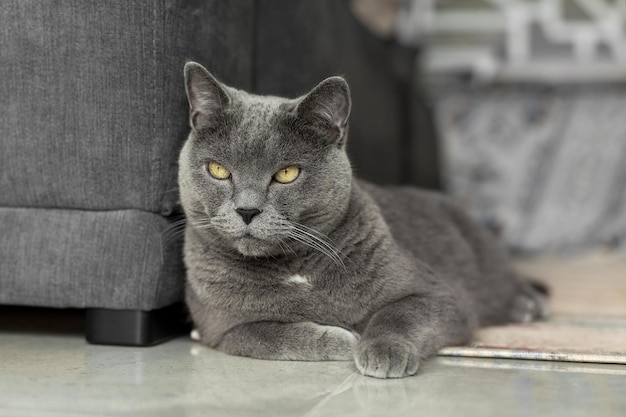 Un gran gato británico está tirado en el suelo.