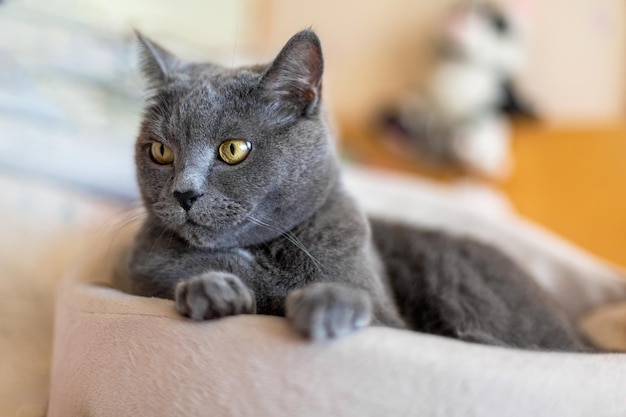 Un gran gato británico yace en una cama para gatos y mira hacia otro lado