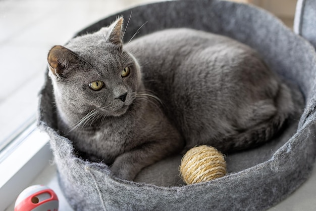 Un gran gato británico yace en una cama para gatos.