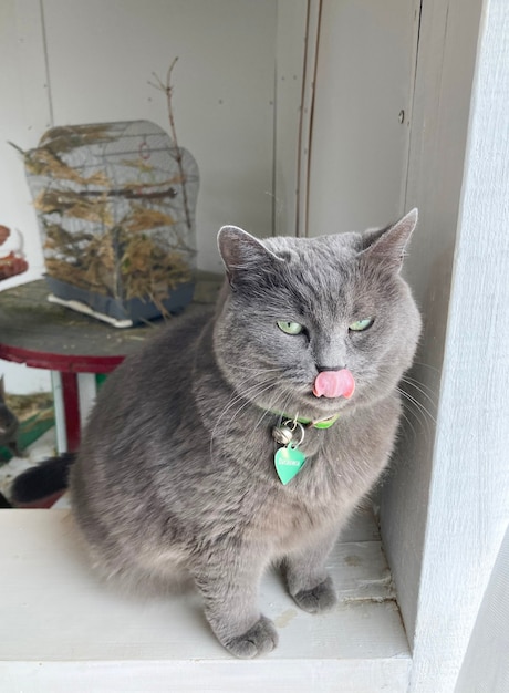 un gran gato gris se lame la nariz