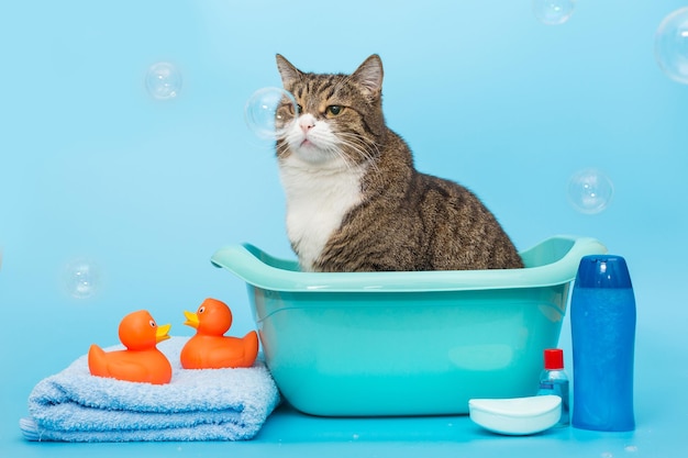 Gran gato gris se lava en un lavabo