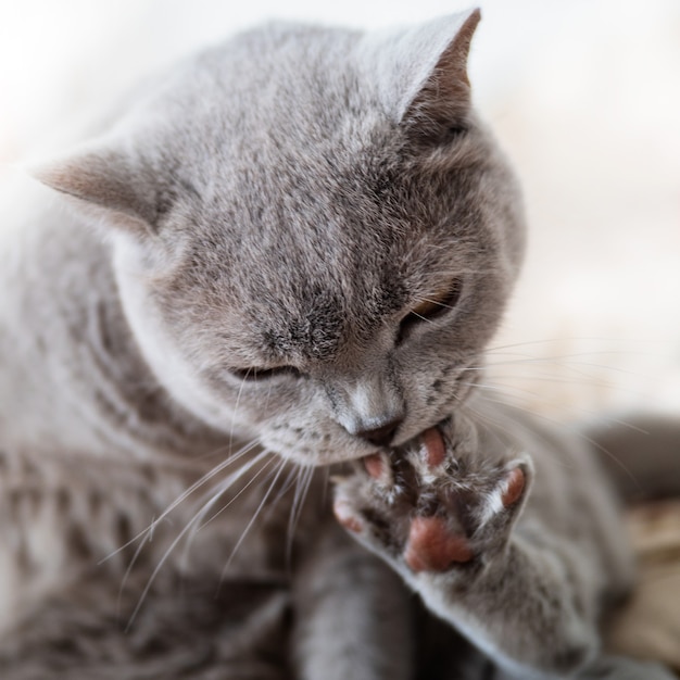 El gran gato gris se muerde las uñas