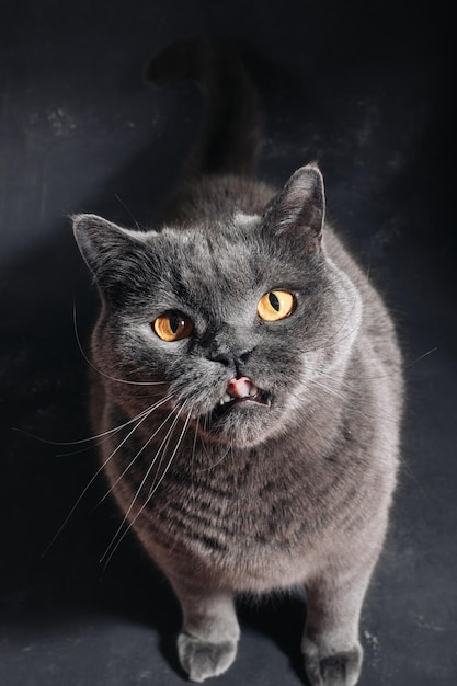 Gran gato gris de la raza británica se sienta lame los labios