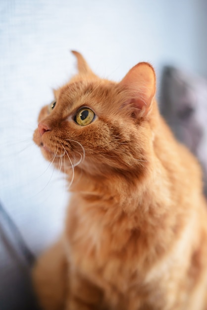 Un gran gato de jengibre