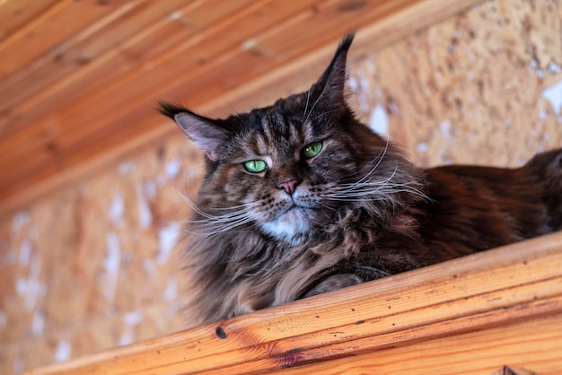 Gran gato maine coon mira a la cámara y se acuesta en la colcha Retrato gato de carey esponjoso con ojos verdes primer plano