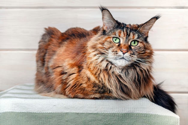 Gran gato maine coon mira a la cámara y se acuesta en la colcha Retrato gato de carey esponjoso con ojos verdes en el sofá primer plano Maine Coon raza europea