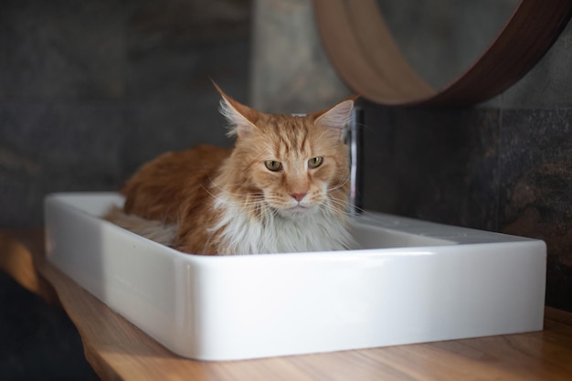 Gran gato Maine Coon rojo y blanco El gato triste yace en el fregadero Lavado de higiene de mascotas