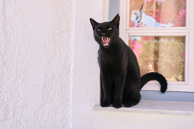 Gran gato negro adulto abrió la boca, muestra colmillos y lengua