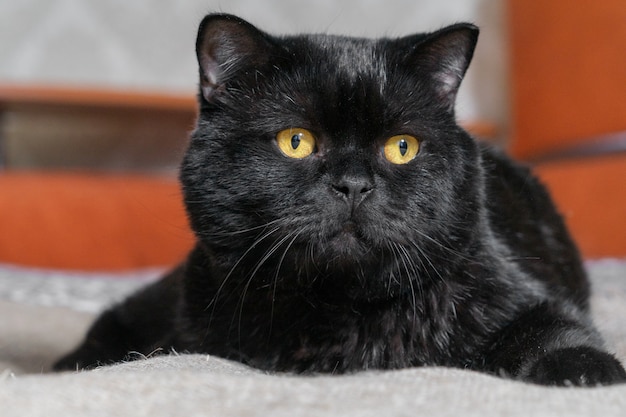 El gran gato negro británico se encuentra imponente y perezosamente en el sofá de su casa.