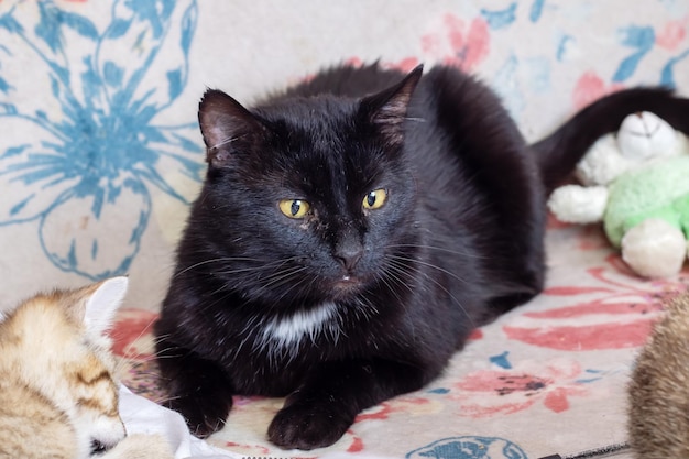 Gran gato negro en casa retrato en primer plano