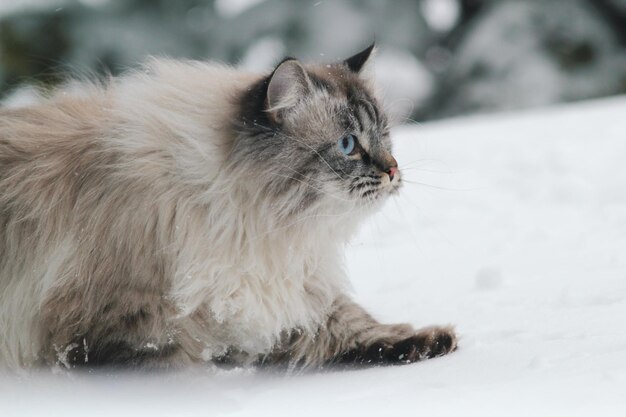 Gran gato peludo se cuela en la nieve entre los árboles, cuidado de mascotas