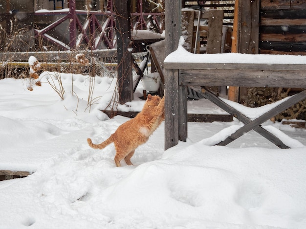 Gran gato rojo y esponjoso afila sus garras. Mascotas, el concepto de Navidad y abrazo: un gato de rayas rojas en invierno sobre la nieve. Animales en invierno, un gato rojo en la nieve.