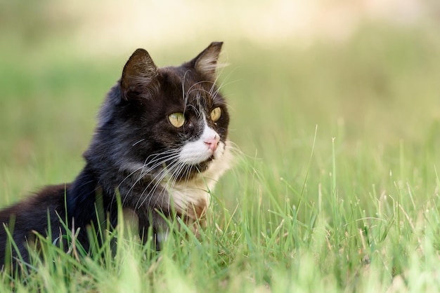 Gran gato sentado en la hierba verde