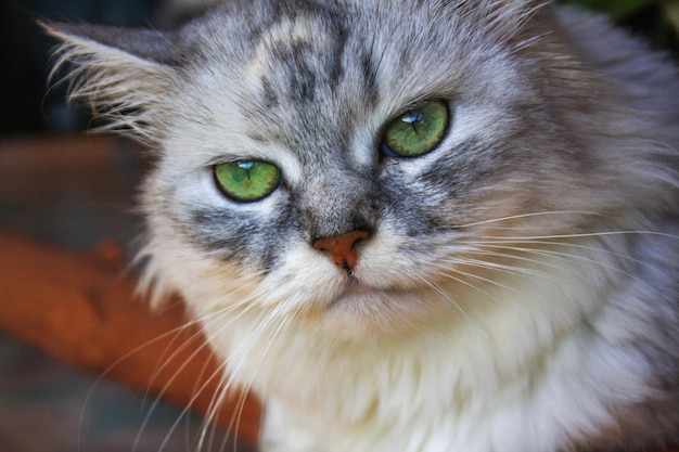 Un gran gato siberiano esponjoso con una expresión disgustada del retrato del bozal