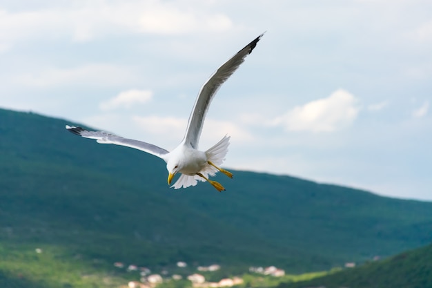 Una gran gaviota se cierne sobre el mar Adriático en Montenegro