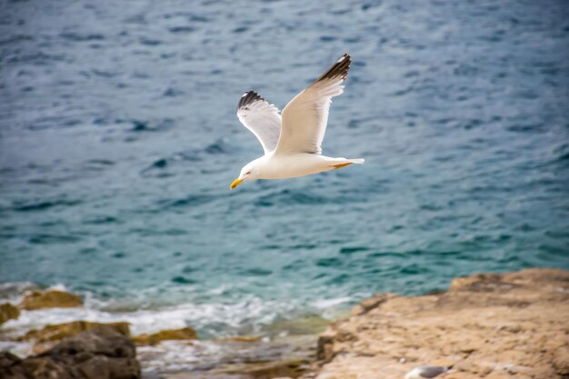 Una gran gaviota se cierne sobre el mar Adriático en Montenegro