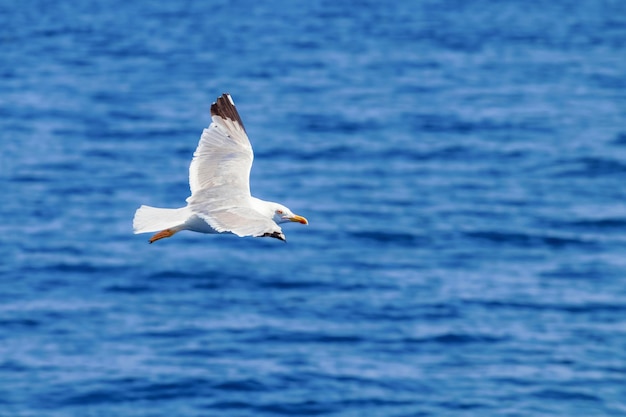 Gran gaviota de lomo negro en vuelo sobre el mar