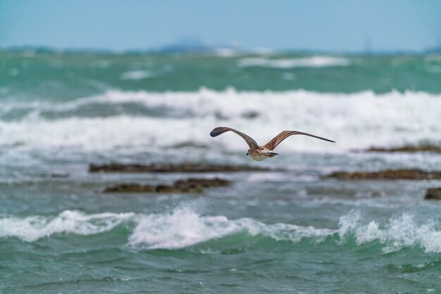 Foto gran gaviota en vuelo