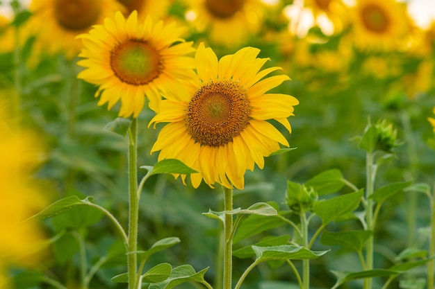 Un gran girasol amarillo en flor en el campo