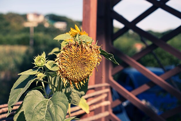 Un gran girasol en el fondo de la naturaleza.