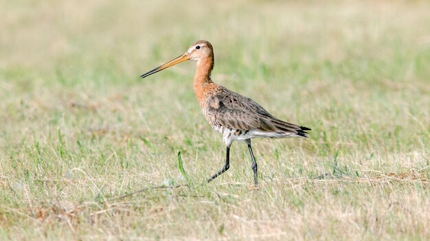 El gran godwit en un prado cortado