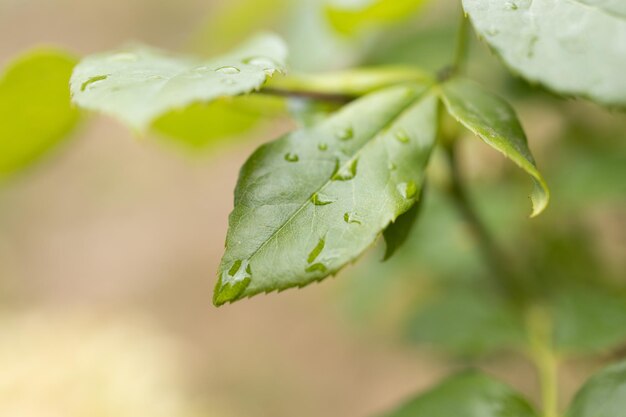 Gran gota de agua Agua en hoja verde Hermosa hoja con gotas de agua Foto de concepto de medio ambiente