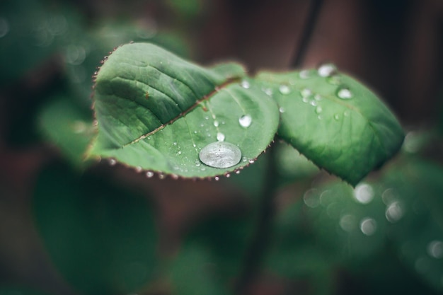 Una gran gota de agua en una hoja de rosa después de que lloviera