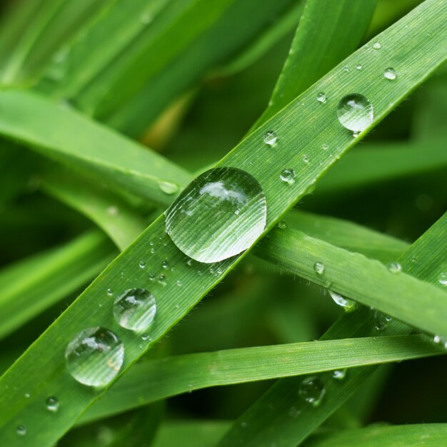 Gran gota de agua en planta