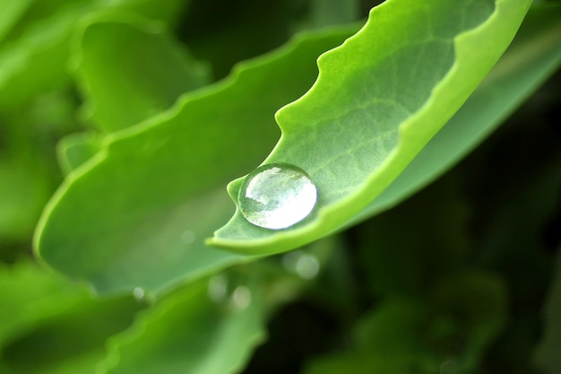 Gran gota en la hoja