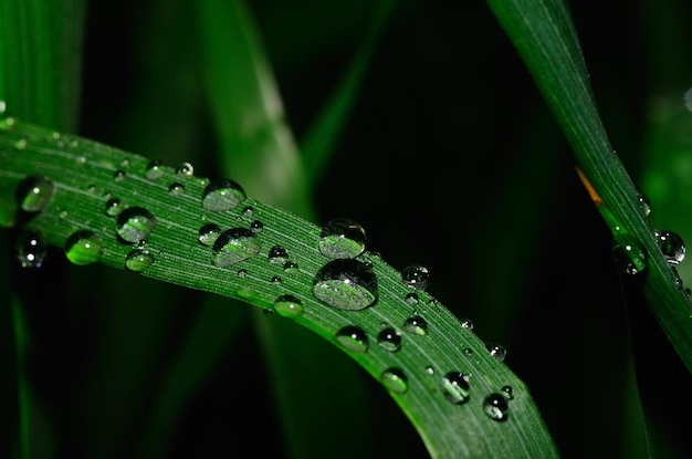 Gran gota de lluvia en la hoja