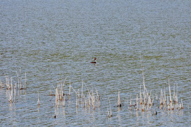 Foto el gran grebe de cresta en el agua ondulada