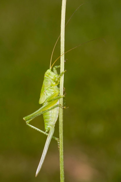 El gran grillo de arbusto verde Tettigonia viridissima